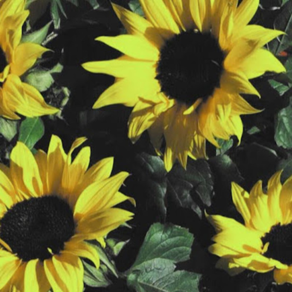 Meet your Posher, Simplyydovee - Picture 1 of 1